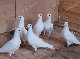 Pure white racing pigeon for sale