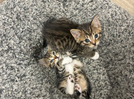 4 beautiful Savannah kittens for sale