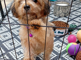 Beautiful mini jackapoo puppies for sale