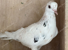 Splashed tumbler pigeon