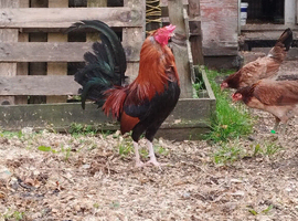 Hatching eggs American game