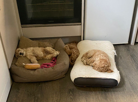 Cockapoo Puppies For Sale