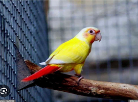 Looking for lutino female