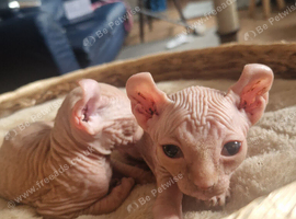 Sphynx boy curled eared elf kittens