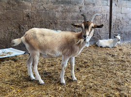 Boer cross nanny for sale