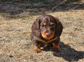 Minature daschund