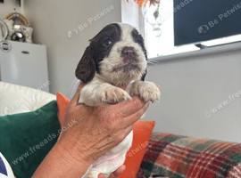 Sprocker puppies