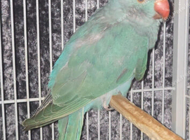 Blue pied 2026 ringnecks