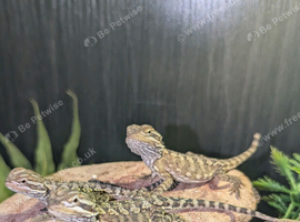 Baby Rankin's Dragons (bearded dragon cousin)