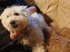F1b Cavapoo puppies