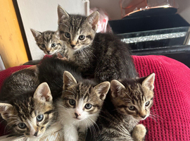 5 beautiful tabby kittens