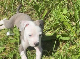 Blue American bully x staffy male
