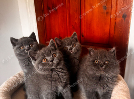 Gorgeous British shorthair and longhair