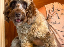 Gorgeous cockapoo girl