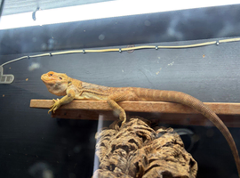 Hypo Bearded Dragon