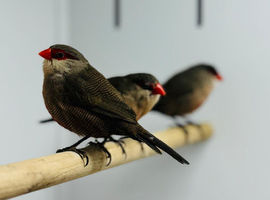 Common wax bill female