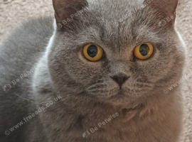 Lilac British Shorthair Female