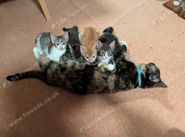 Adorable Kittens Looking for Loving Homes!