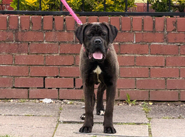 Female 8 months old