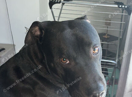 2 year old mixed breed dog for sale.