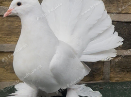 Young white Indian fantail pigeons