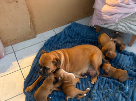 Red and white boxer pups for sale