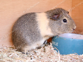 Stunning male guinea pig