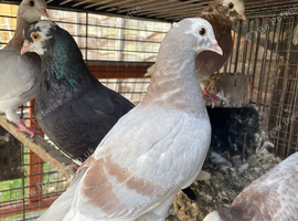 Pigeons for sale in Croydon