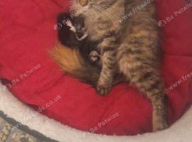 Gorgeous Norwegian forest kittens
