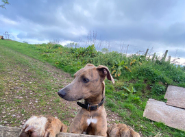 Lurcher