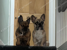 French bulldog