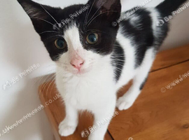 Sweet 11‑week girl kitten &ndash; ready to leave.