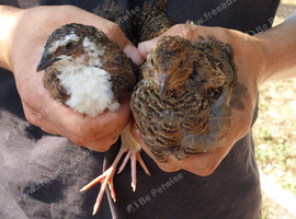 Breeding group of quail 1m 5 female