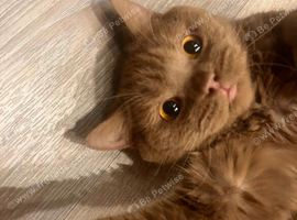 Cinnamon girl
