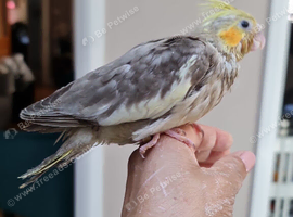 Young cockatiel