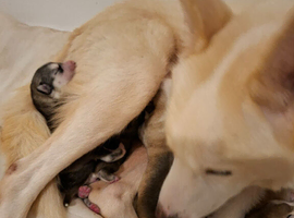 Huskie puppy