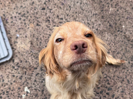 Cocker spaniel