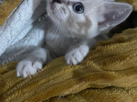 Stunning Blue Eyed Lynx Point Kitten