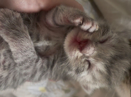Female kittens for sale