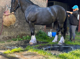 Two Beautiful Cob ponies for sale
