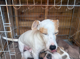 Stunning litter of Jack Russell puppies