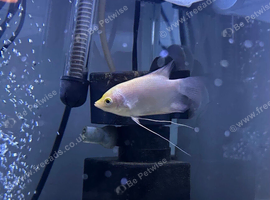 Baby Giant Gourami