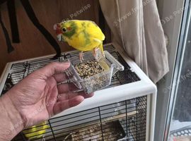Red fronted kakariki female