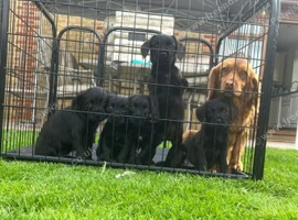 Beautiful Cocker Spaniel Puppies Available