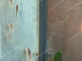 Baby super red bristlenose plecs for sale also some baby fish also