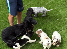 Cocker spaniel puppies