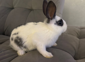 Mini Rex mixed