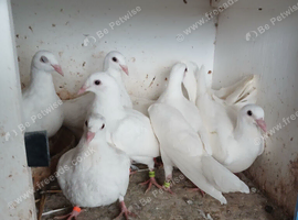 6 young white logan pigeons