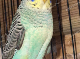 3 male black wings