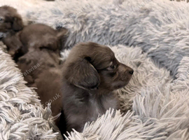 Pomeranian cross Chihuahua puppies